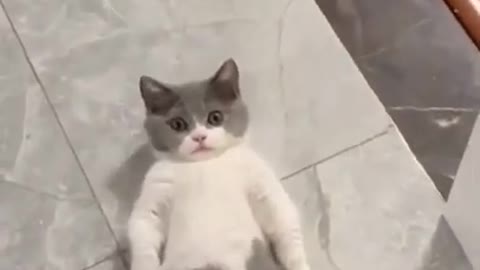 Super Cute Cat _ Super Lazy Cat
