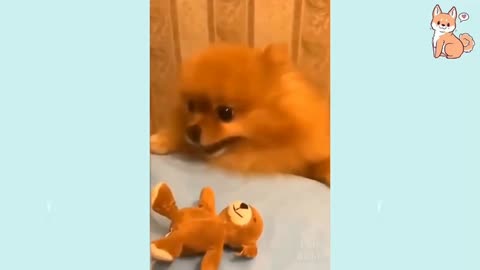 Funny Dog Videos It's time to LAUGH with Dog's life #6