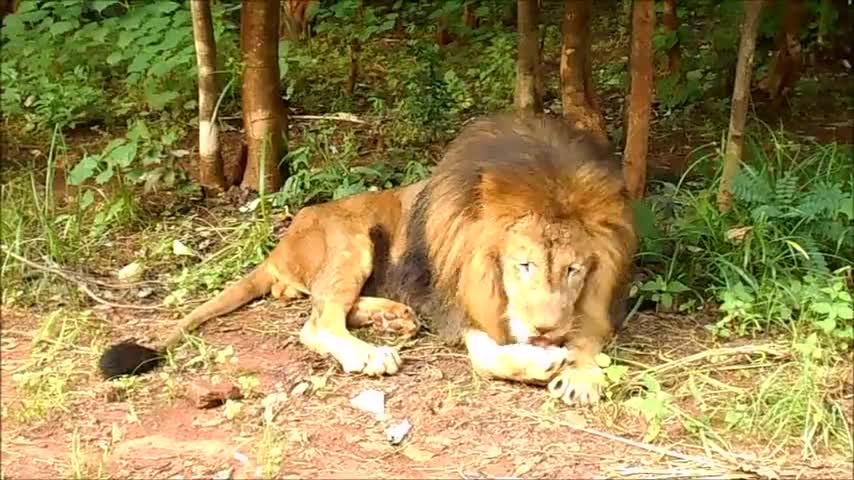 León limpia adorablemente su nariz