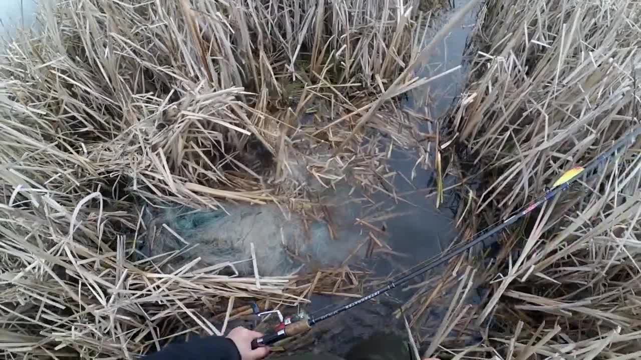 Man Rescues a Bird Caught in Net