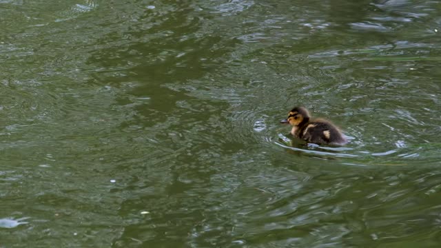 Cute Duck enjoying the Lake