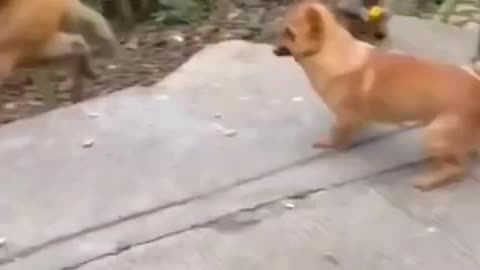 puppies vs monkeys