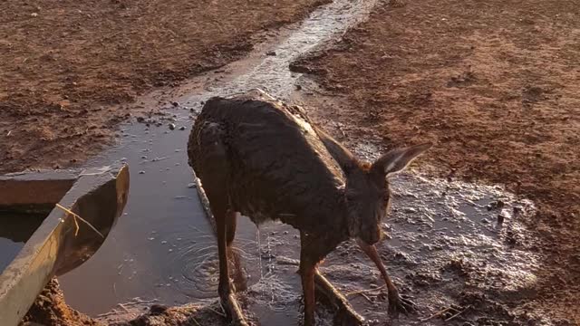 Cooling off a Kangaroo During Summer Heatwave