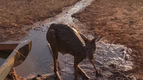 Cooling off a Kangaroo During Summer Heatwave