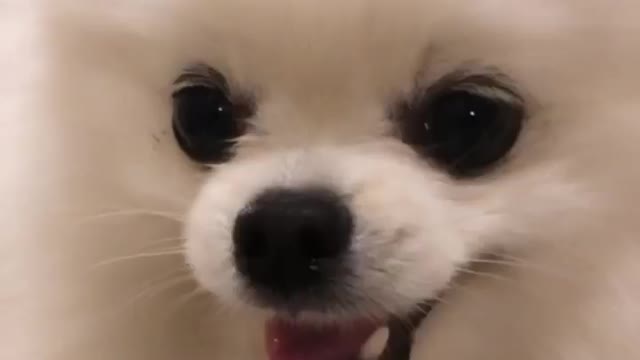 Cute dog Mochi in his good mood