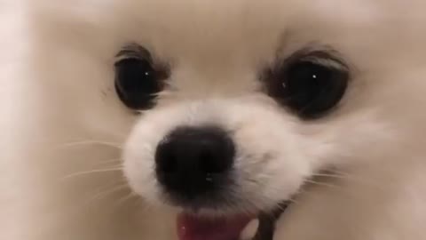 Cute dog Mochi in his good mood