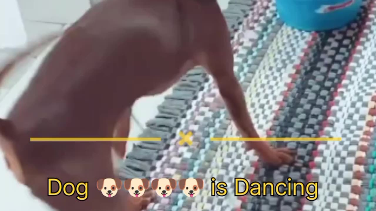 Animal Is Dancing Bro