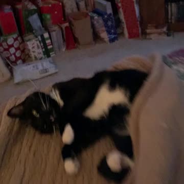 My loving cat Ms. Madeline Grace aka Maddie