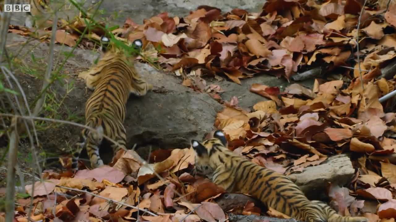 Cute Tiger Cubs Playing | Dynasties | BBC Earth