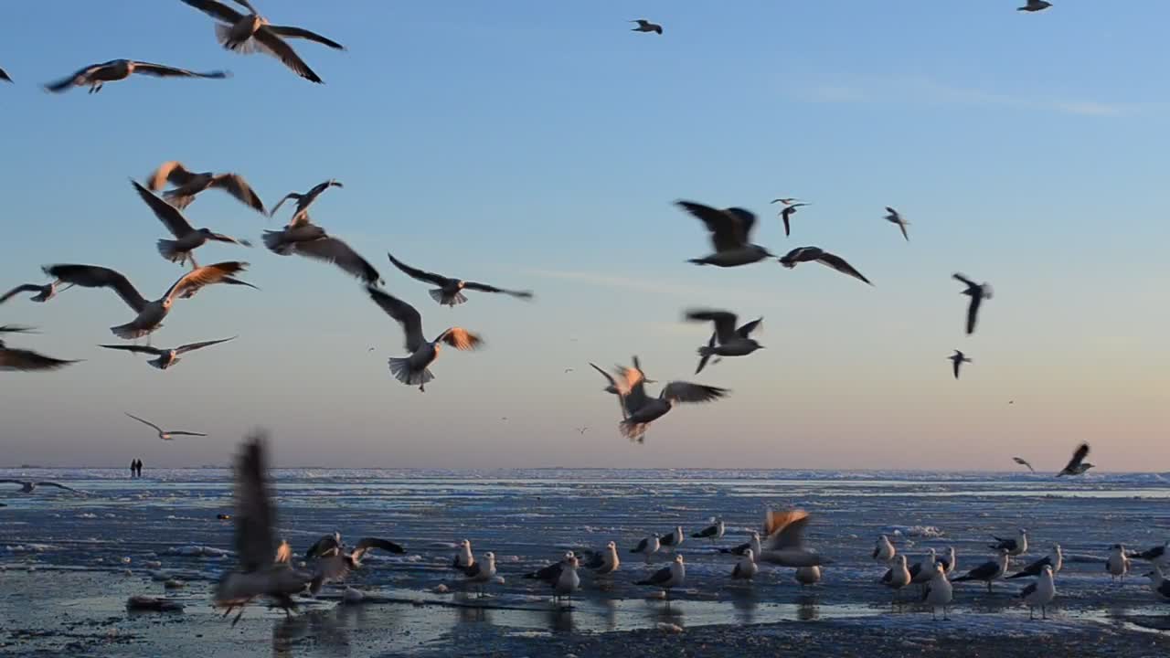 Birds landing on the beach