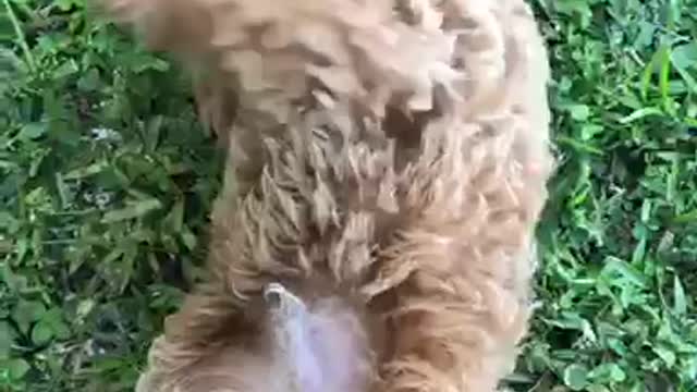 Brown puppy getting pet by owner on belly