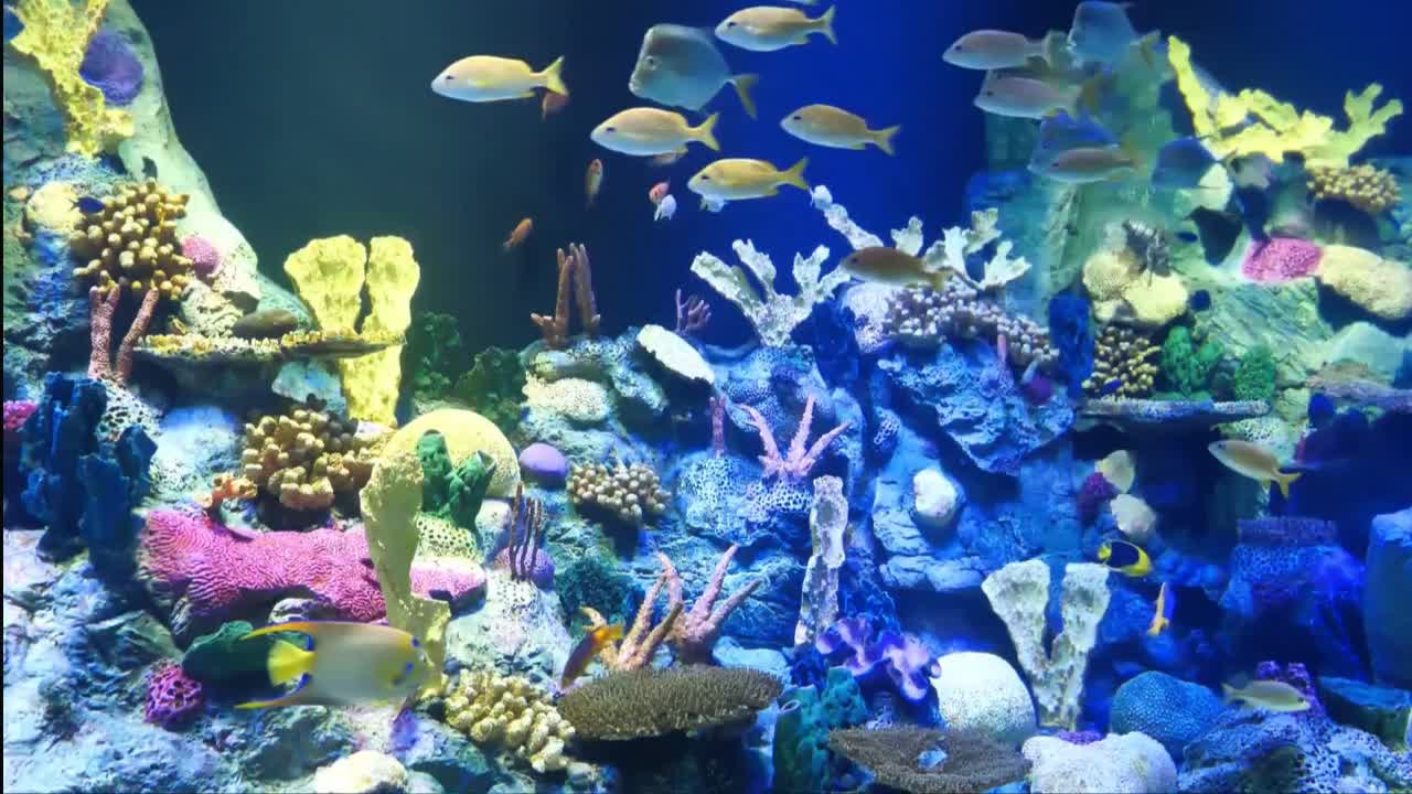 Beautiful fishes in the aquarium at close range !! Beautiful music and magical sounds of water !!