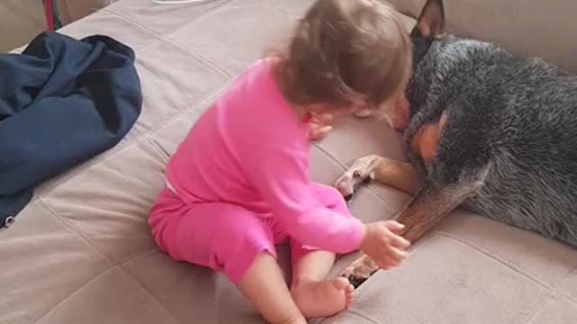 baby girl hugs australian cattle dog on couch - cattle dog leads rescuers to lost little girl