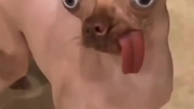 Funny animals dogs 2022