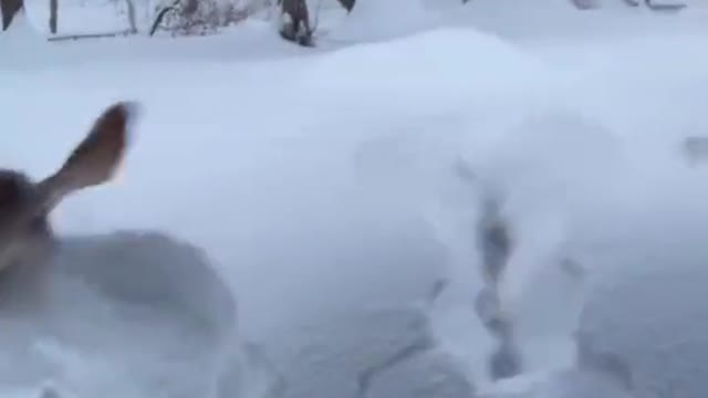 The dog dog play with snow.
