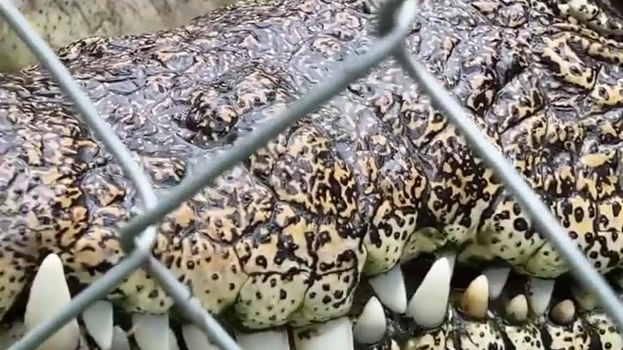 Crocodile looses Tooth! #short #shorts #animal #wildlife #crocodile