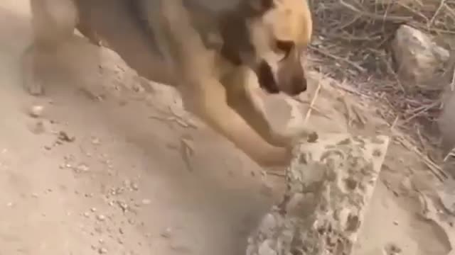 funny animal videos