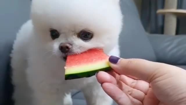 Cute dog eatting watermelon.very cute little dog.