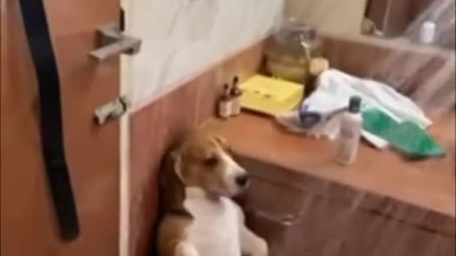 ncredibly hilarious animal moments #3. It make you laugh until tomorrow.