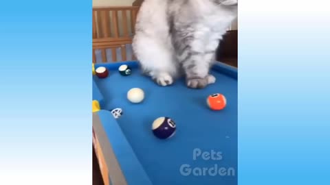 Cuty Cats In funny moments,