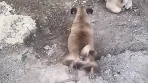 Funny Cats and Dogs