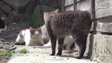 Did you ever seen "cat's island'😮?watch the japan cat's island for the very first time😍