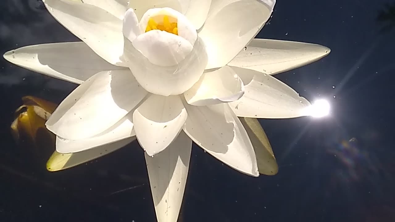 Water Lily