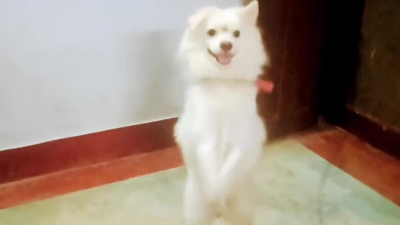 Funny dog dance