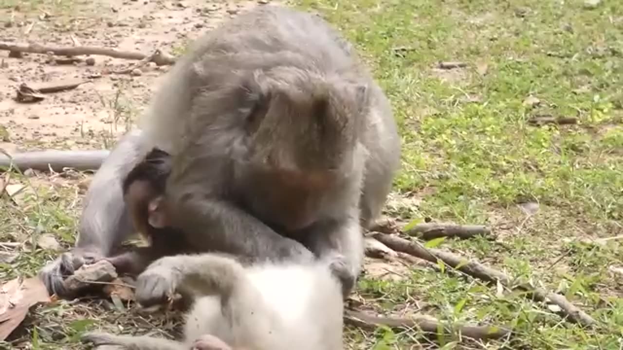 aghast! the brutal moment when the fierce lion couldn't avoid the giant lizard bites wildlife 2023