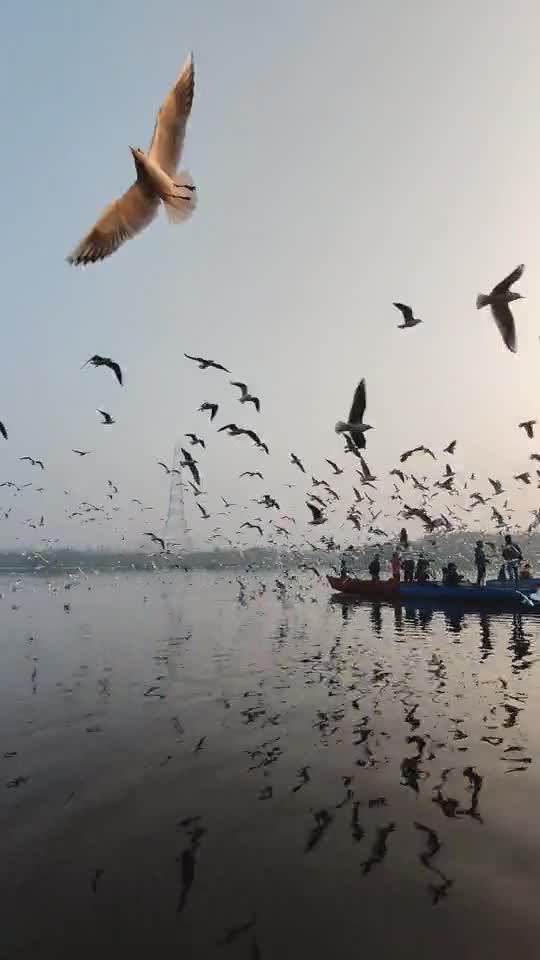 Flocks of birds hovering over the lake