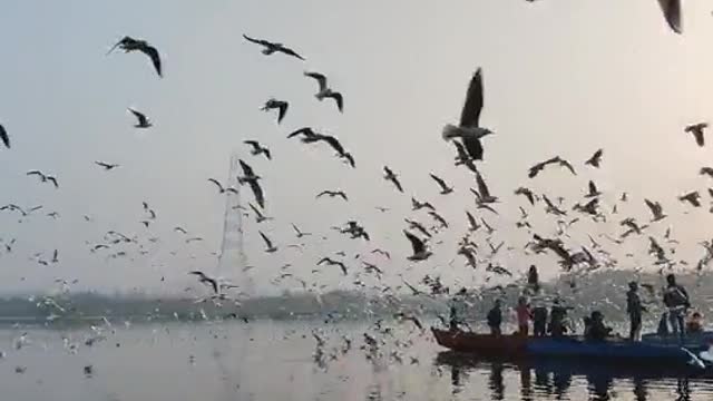 Flocks of birds hovering over the lake