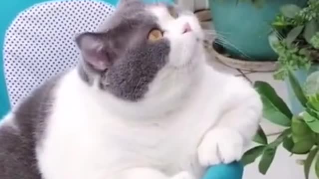 Funniest And Cutest Fat Cat Compilation