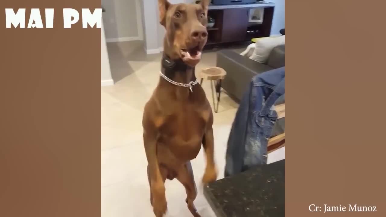 The funniest dogs compilation videos of 2021