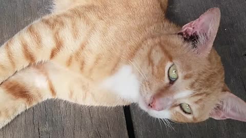 Animals Cat and Funny