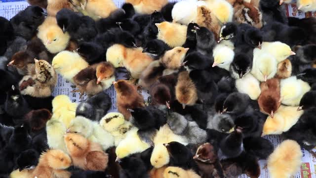 the newest residents of the farm