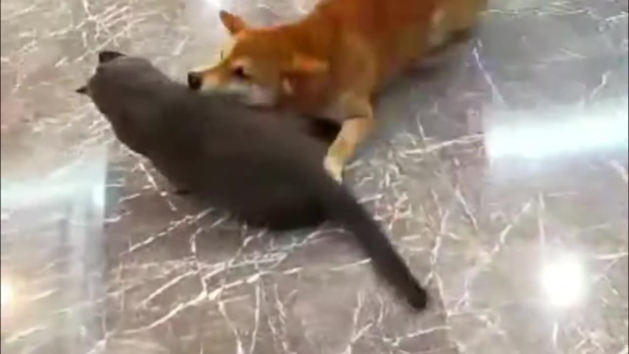 Funny cats and dog videos