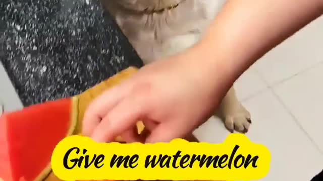 dog: think I'm a stupid dog, I can still tell the difference between lemon and watermelon