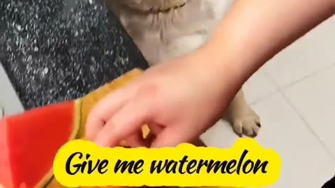 dog: think I'm a stupid dog, I can still tell the difference between lemon and watermelon