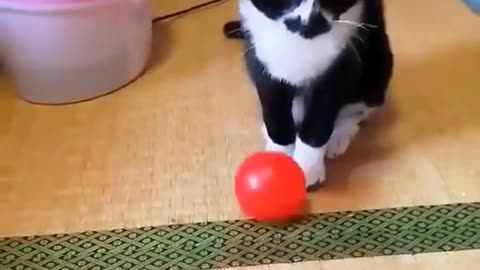 Funny cats - Part 15