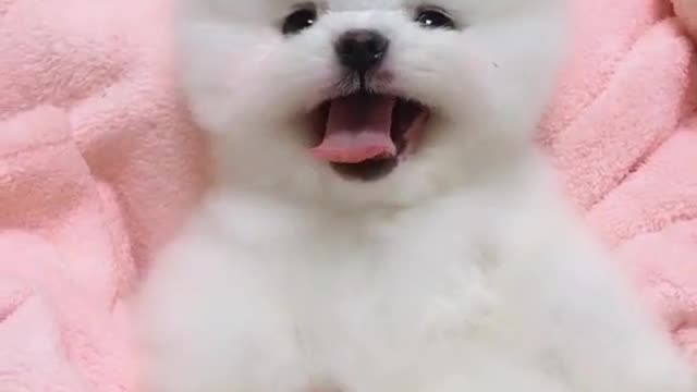 Puppy chilling... You need to check this out..