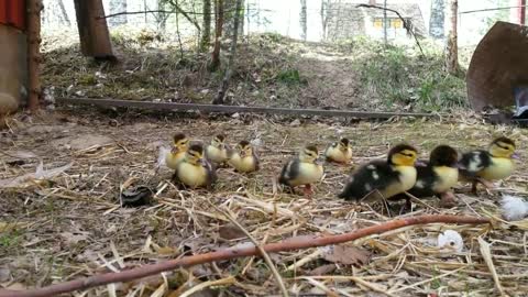 New life on the farm: Ducklings' first time outside.