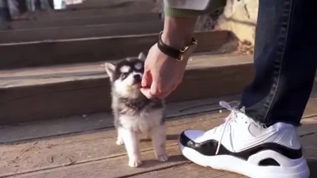 Husky Puppy Teacup