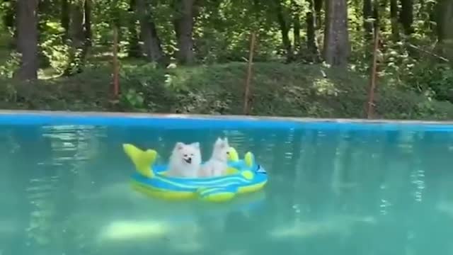 Dogs Funny Videos- Cute Dog Video - Mini Pomeranian boating