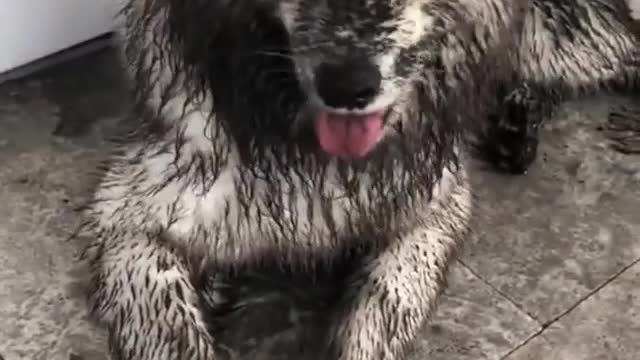 A mucky pup is a happy pup 🐶😂 Tag someone who will love this. 🐾