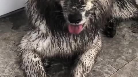 A mucky pup is a happy pup 🐶😂 Tag someone who will love this. 🐾