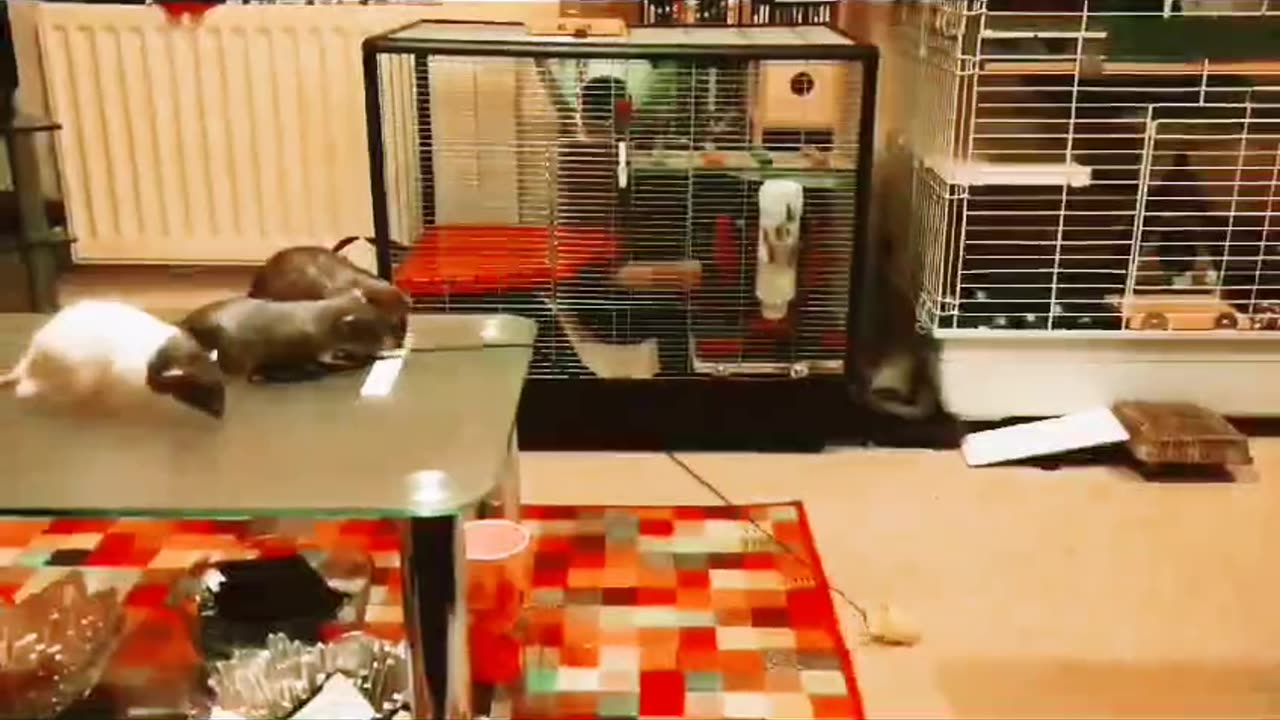 Rats as Pets