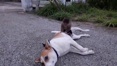 Baby Monkey And Funny Dog