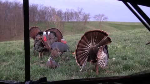 Three Toms, Spring turkey season.