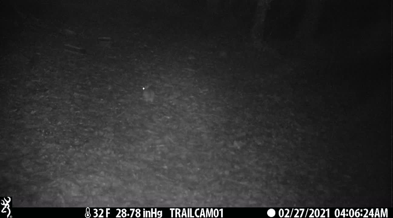 Bunny Hopping Through the Woods in the Rain