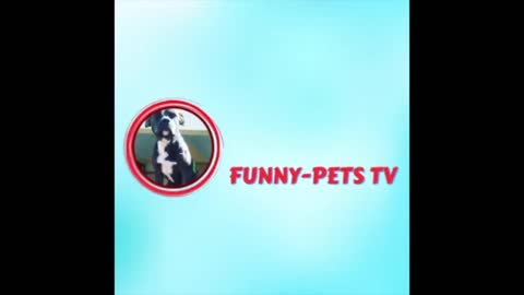 Cute And Funny Pets Compilation//Best Funny Anit Videos of the year// Funniest Animals Ever